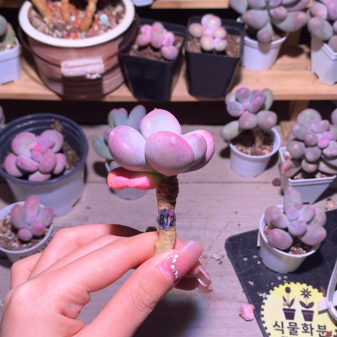 小屁桃小屁桃桃桃桃桃