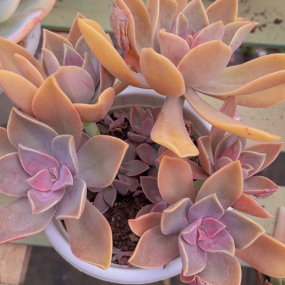 【闪购商品】太妃糖多肉16183