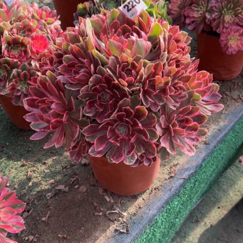 果***果220浣沙手捧多肉植物