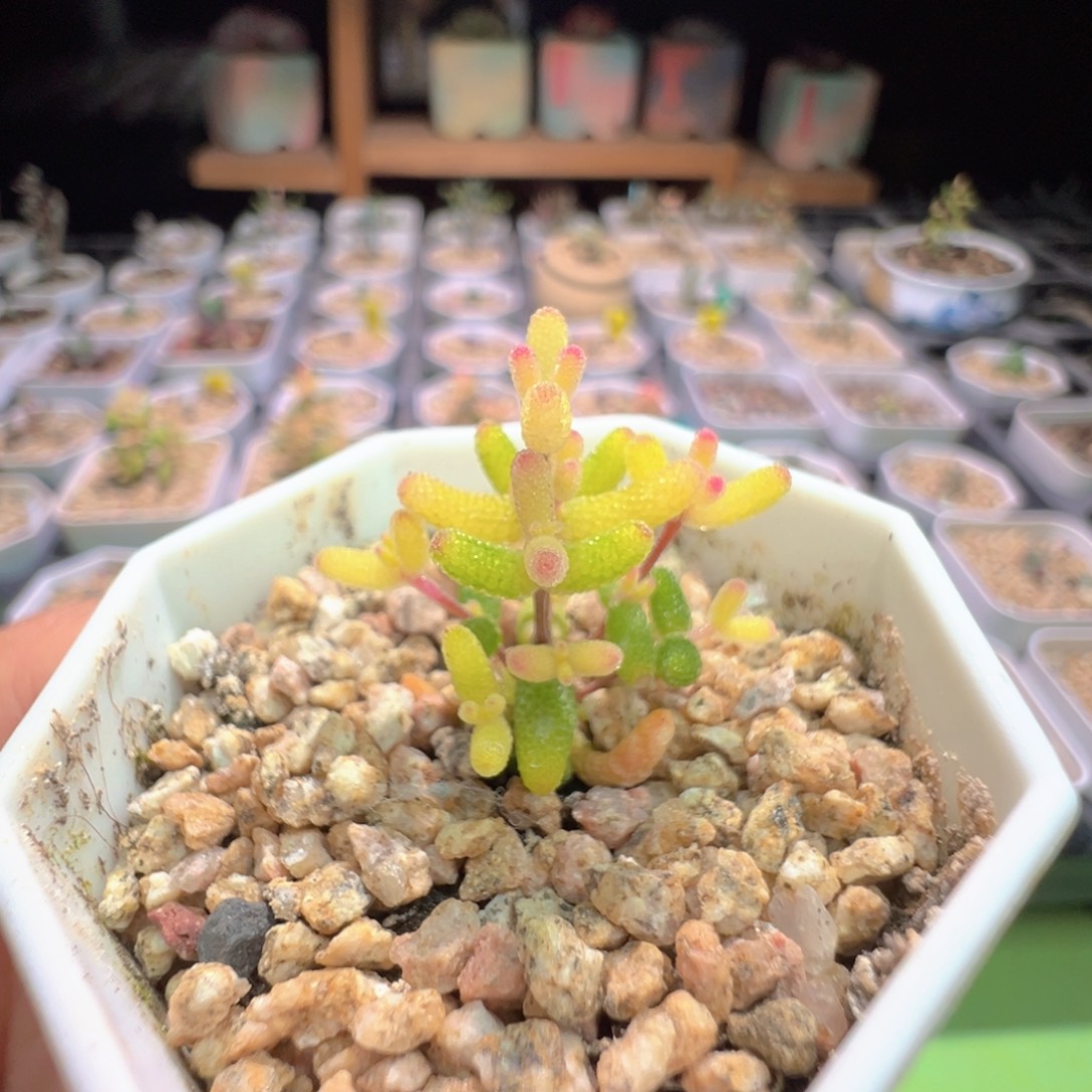 尺寸小，1124糖球锦，拍下不退不换