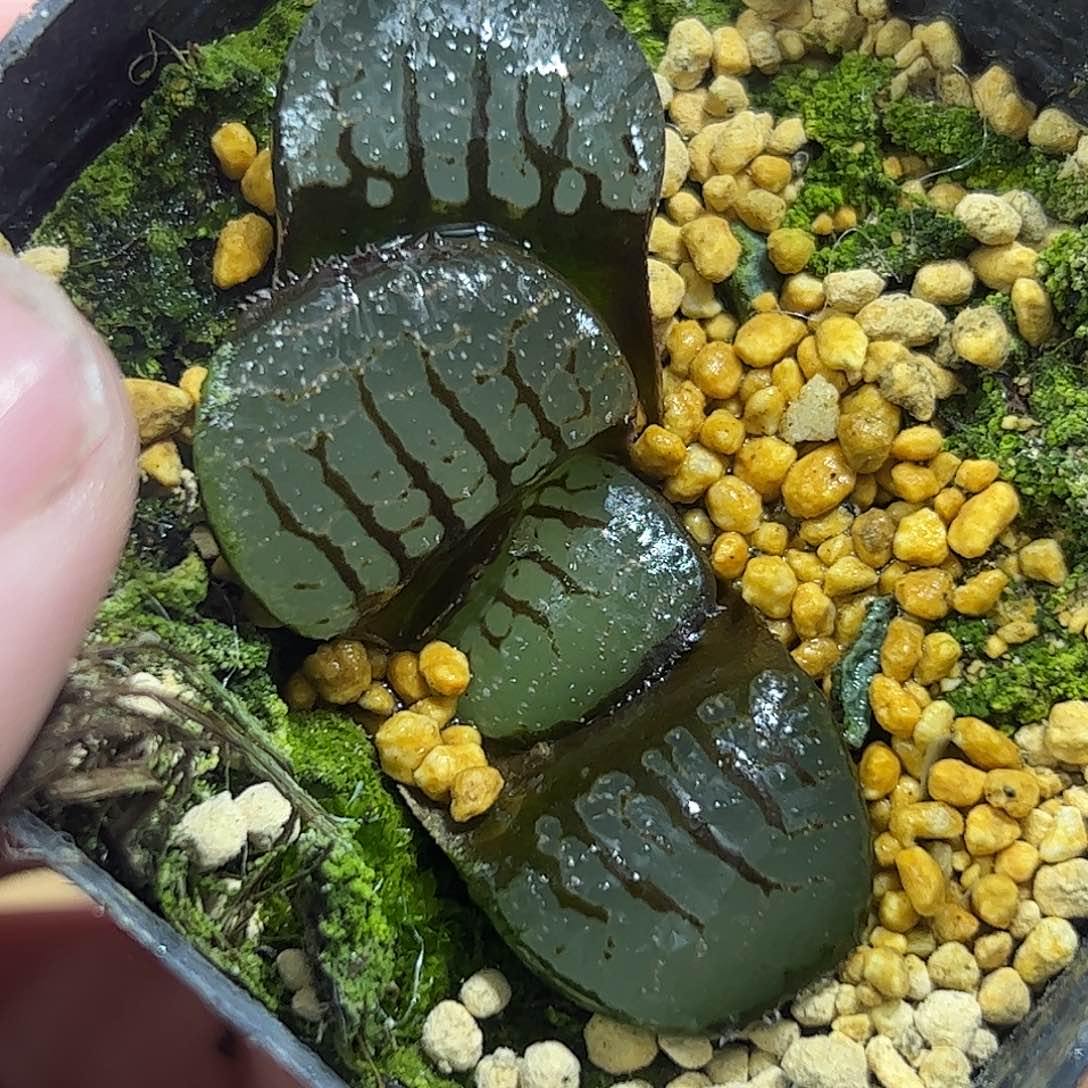 巨大化魔界十二卷