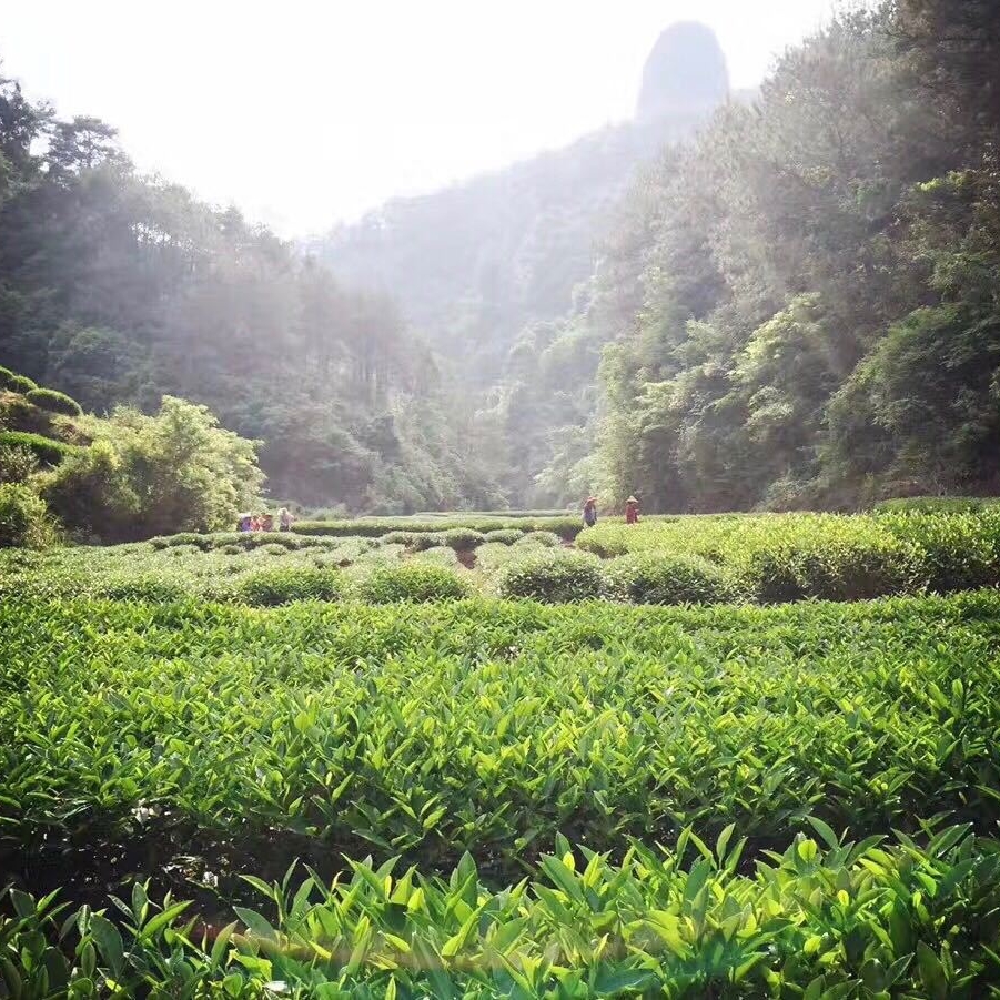 【古叶天祥】（私房茶）2泡 武夷岩茶乌龙茶