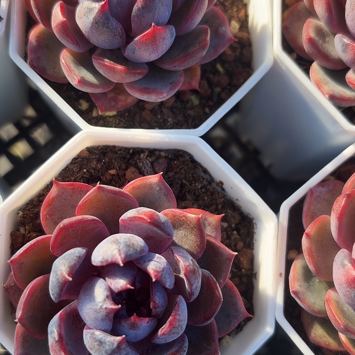 蓝莓单满12.9包邮