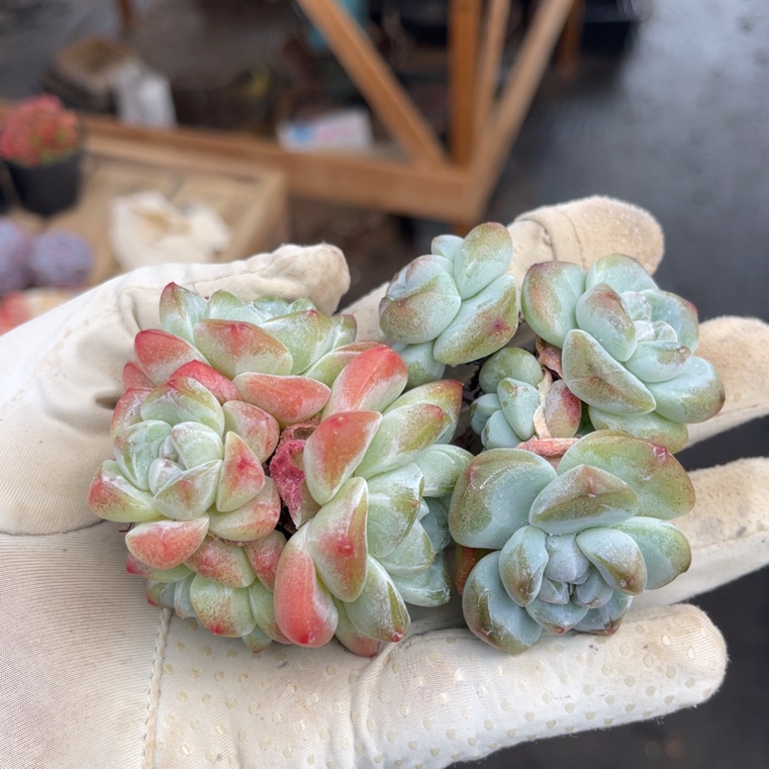 福利款冰玉两颗满68包邮