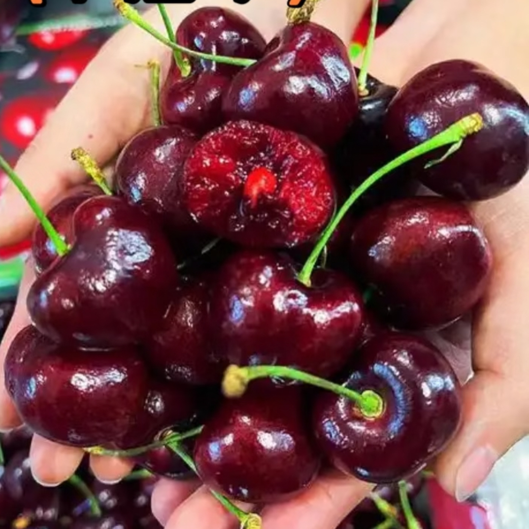 智利进口车厘子空运桑提娜J-3J500g新鲜水果内附果径卡智利