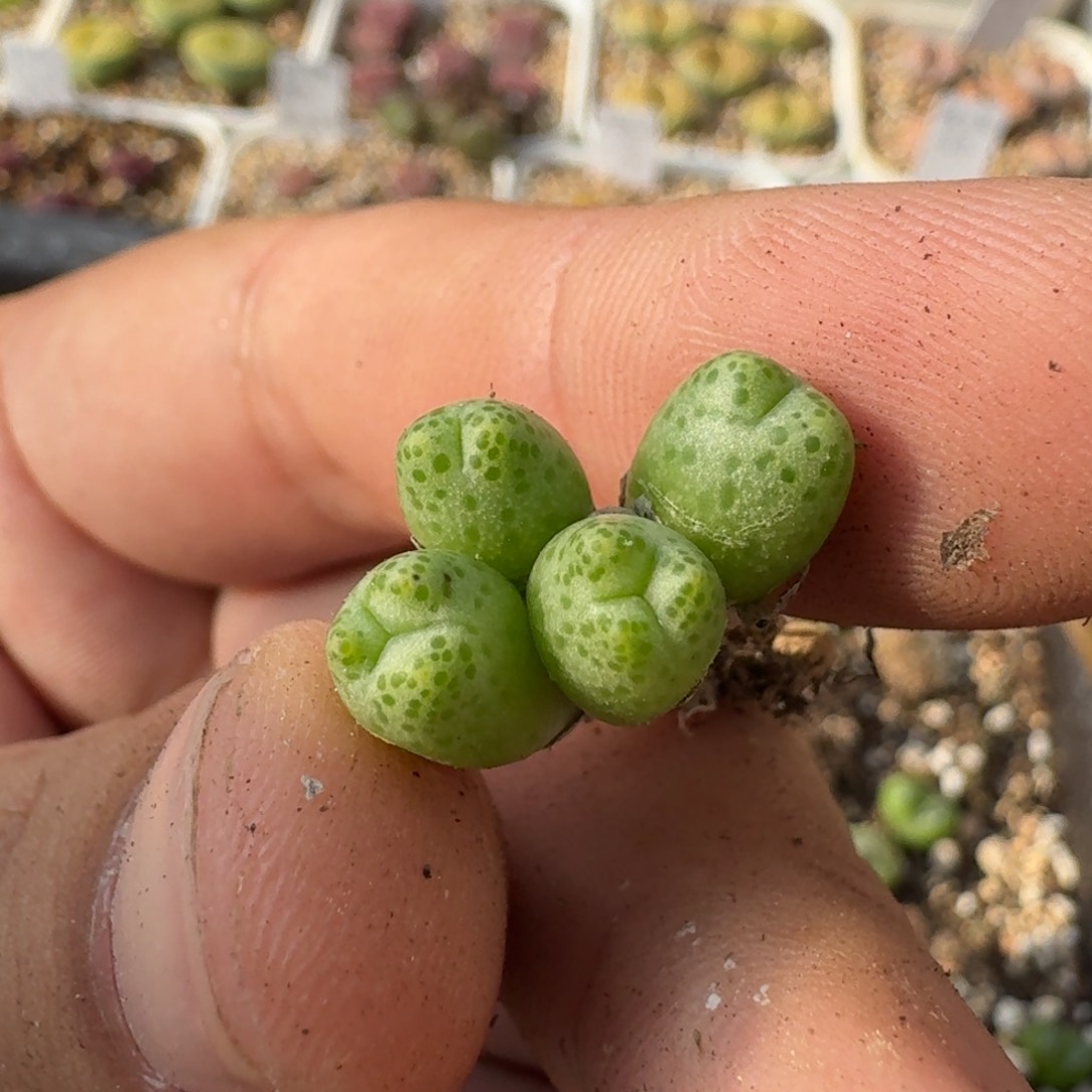 J956小型斑马四头多肉