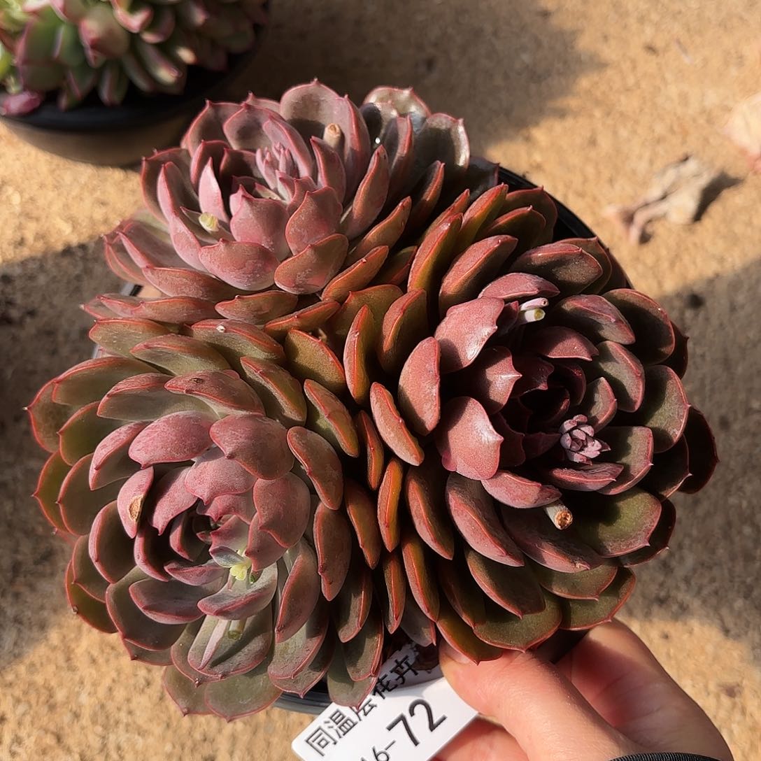 同温层多肉红玫瑰72