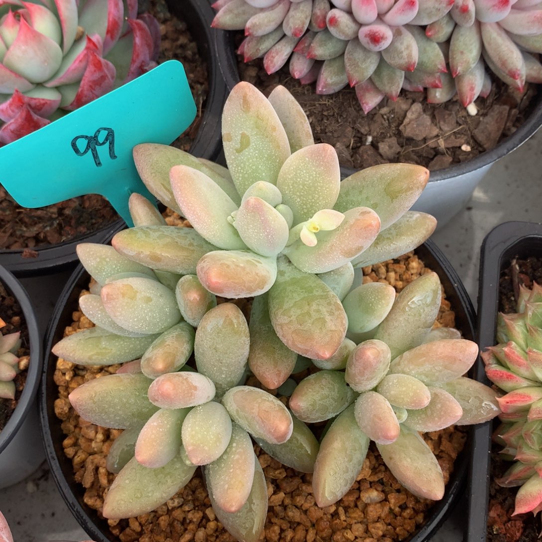 白兰地62672277272722