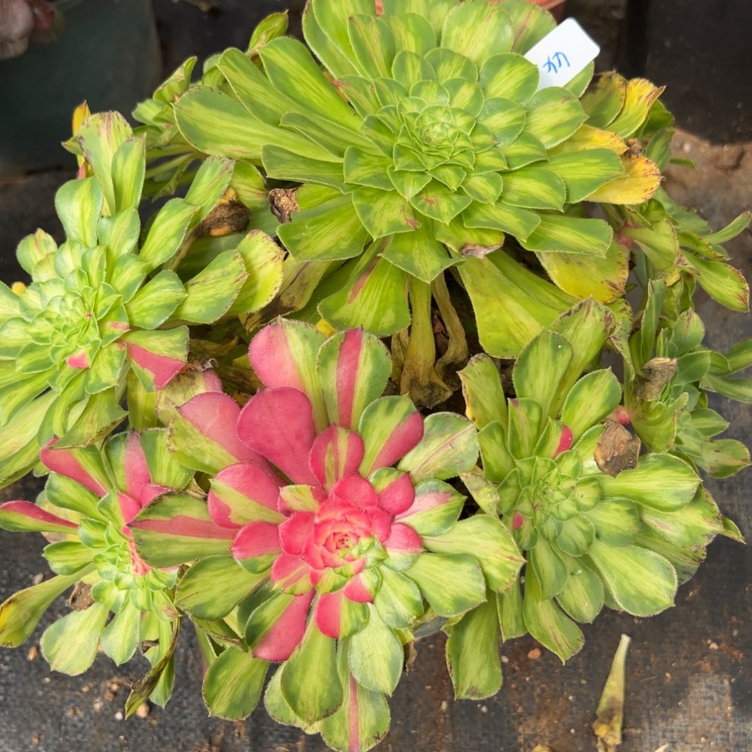 44知否多肉植物一