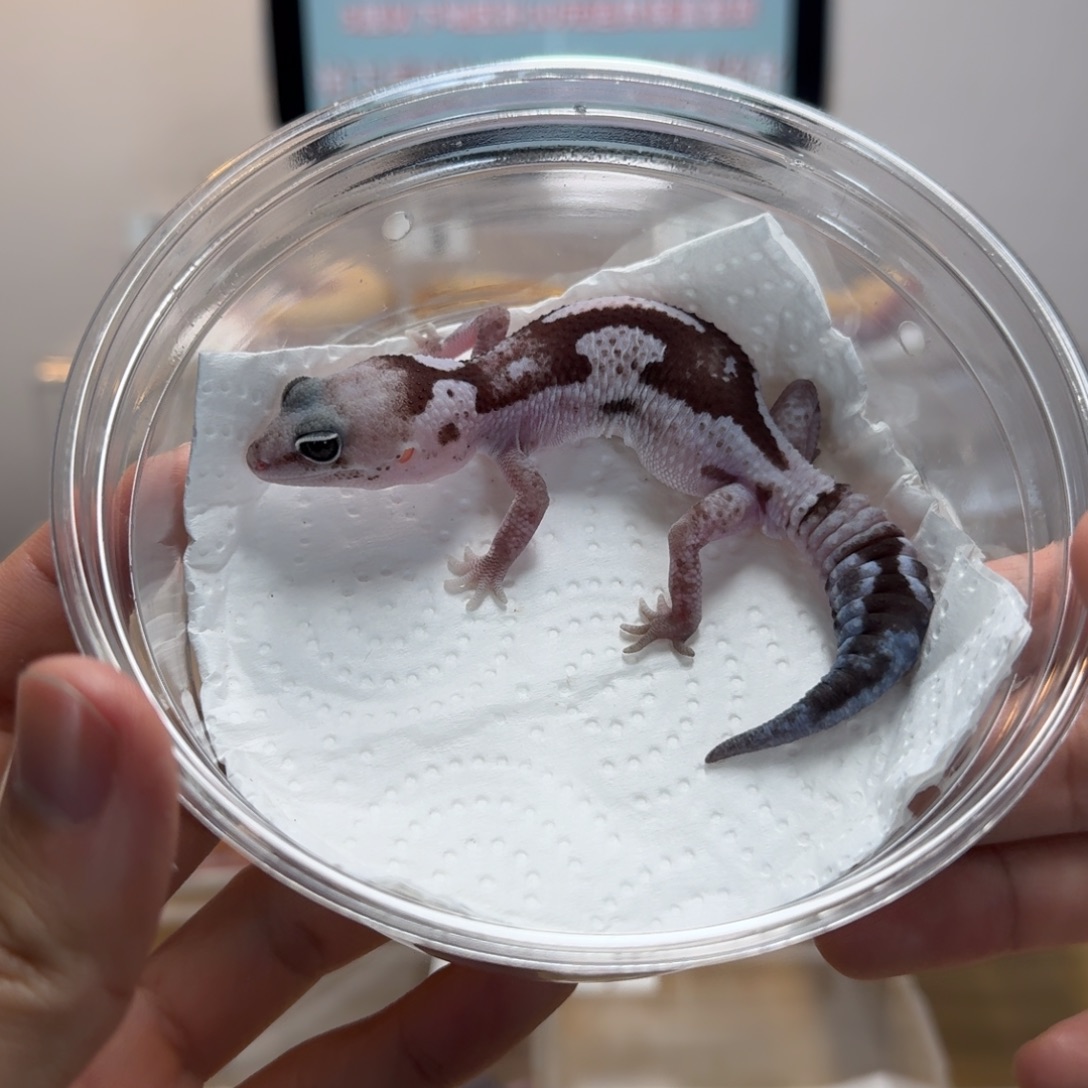 肥尾守宫奥利奥祖鲁弟弟