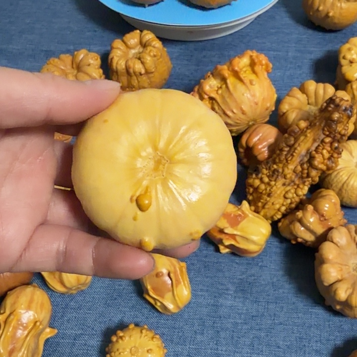 大***友墨西哥七彩疙瘩葫芦