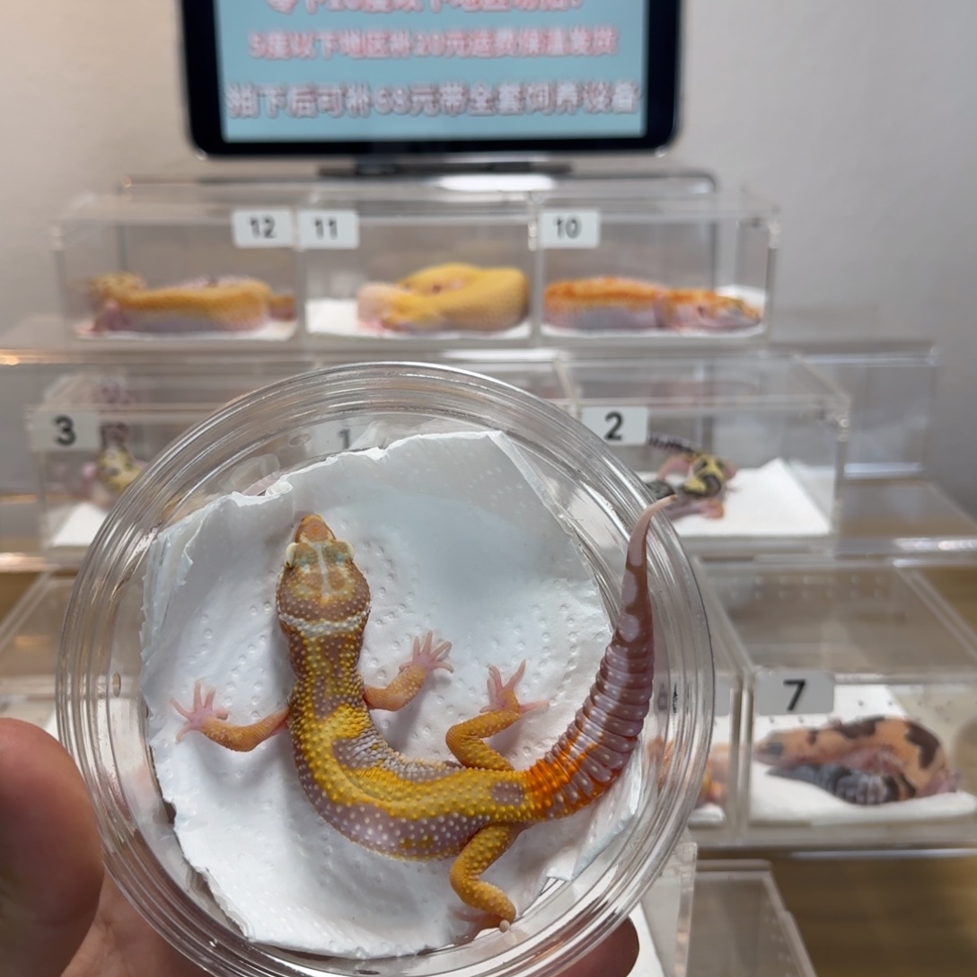 豹纹守宫暴龙妹妹