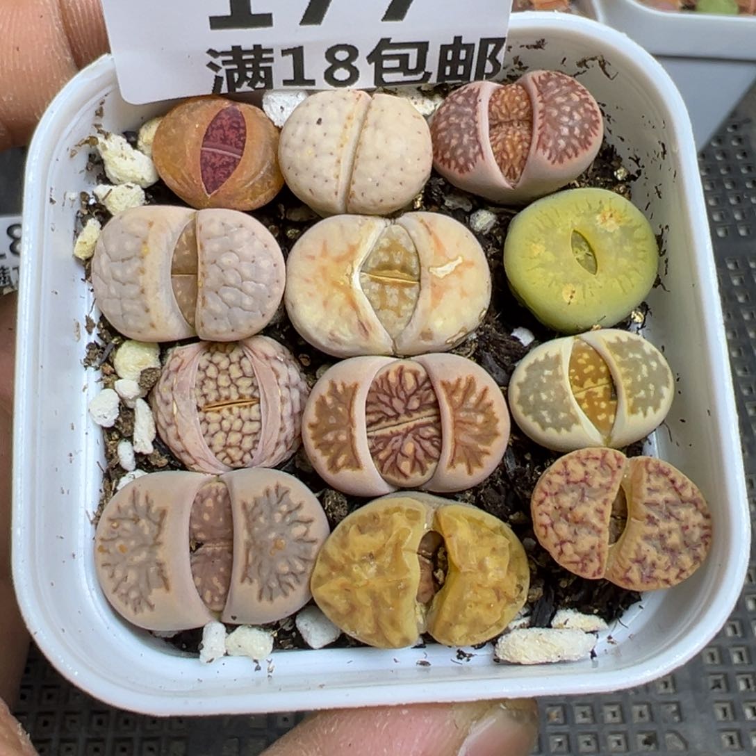 【闪购商品】 177。  