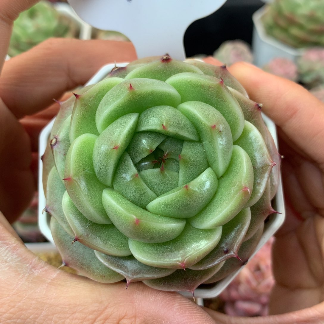 定繁珍妮麦秆单头4824