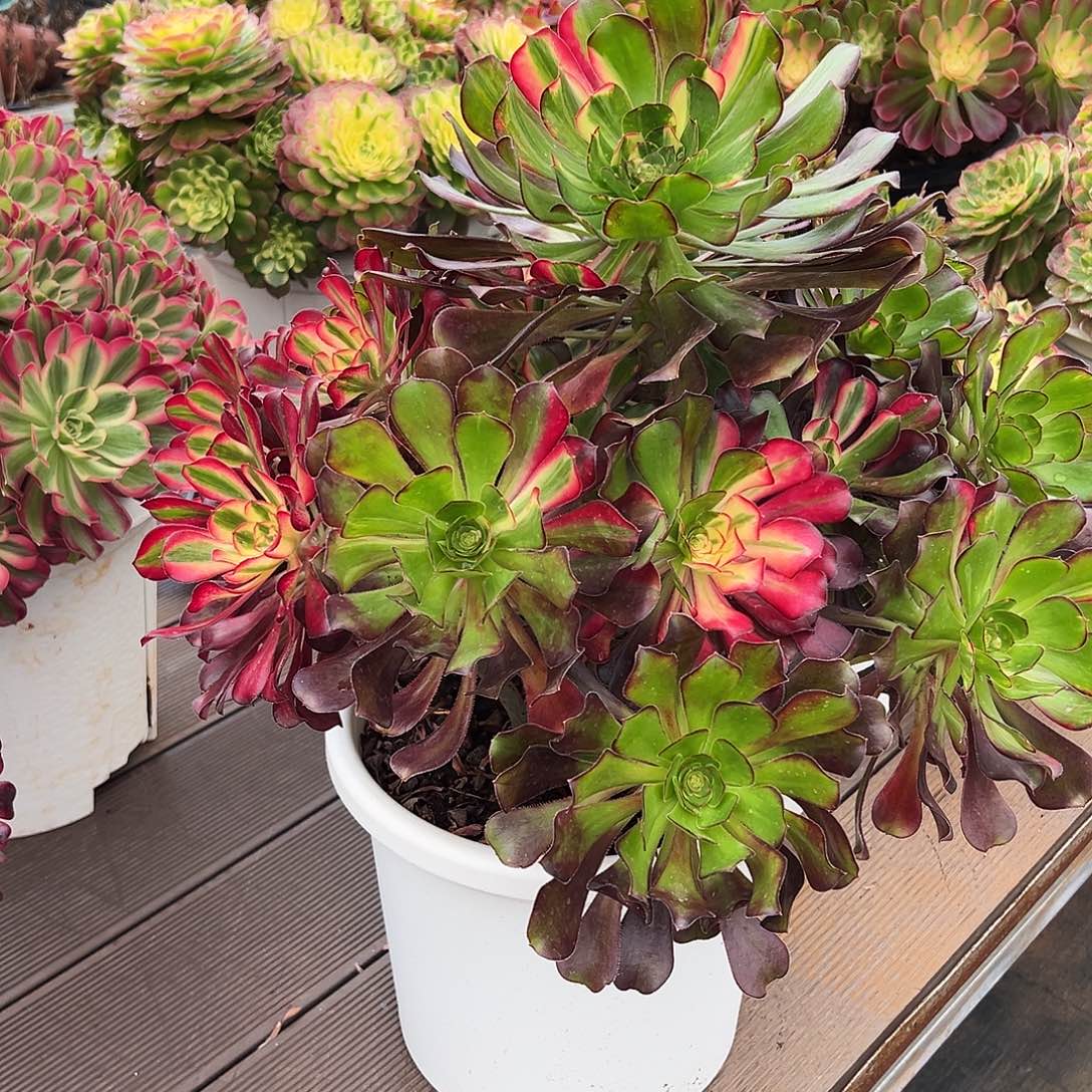 征***途11111111111111111