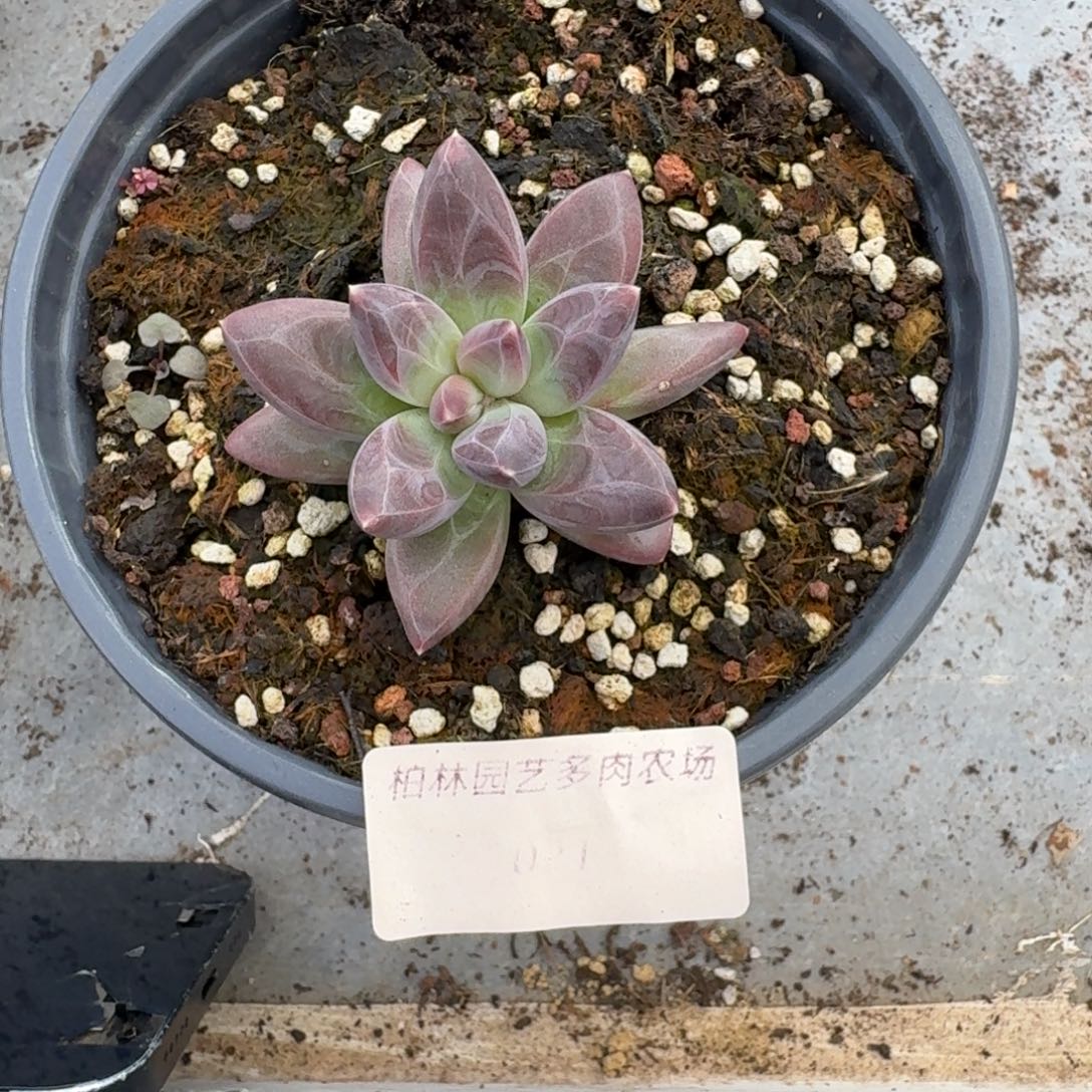 021 美人杂交 一物一拍