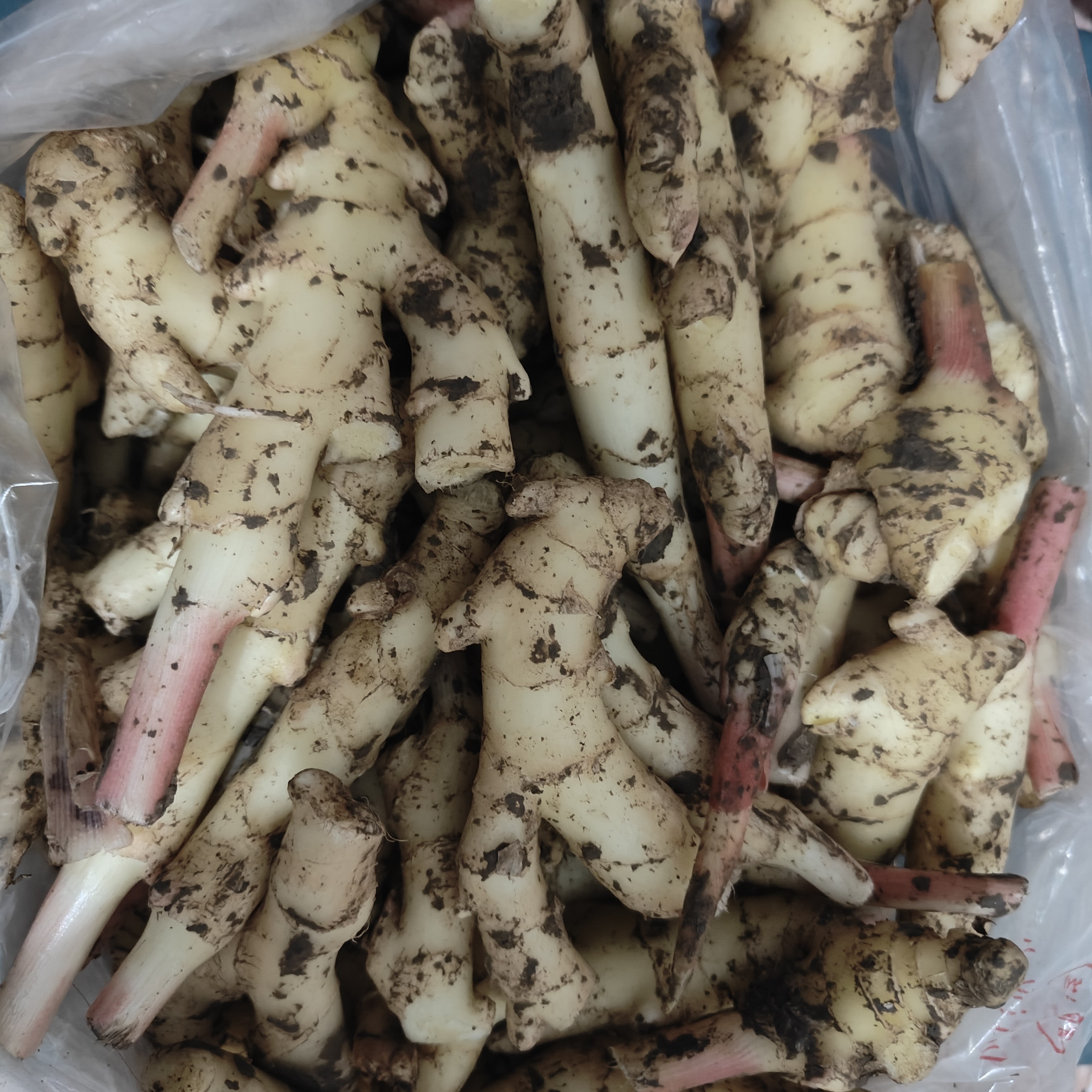 瘦姜【碎姜】根部断的可炒菜泡脚