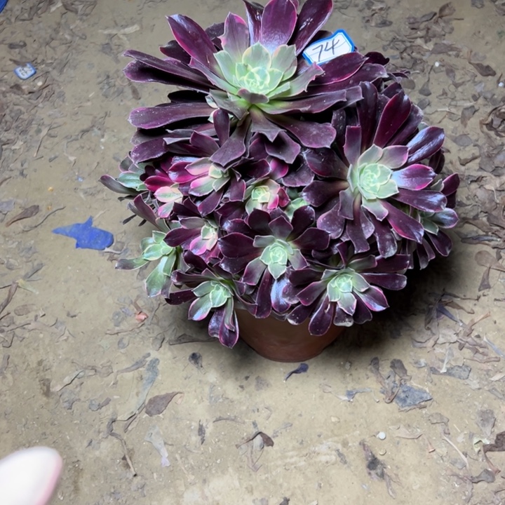 缘***！多肉植物金丝法师74