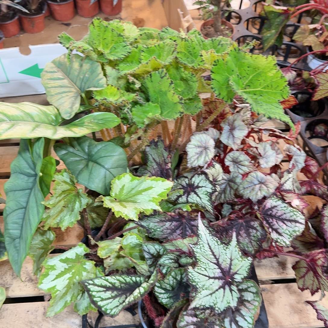 不开花植物秋海棠一物一拍套餐21