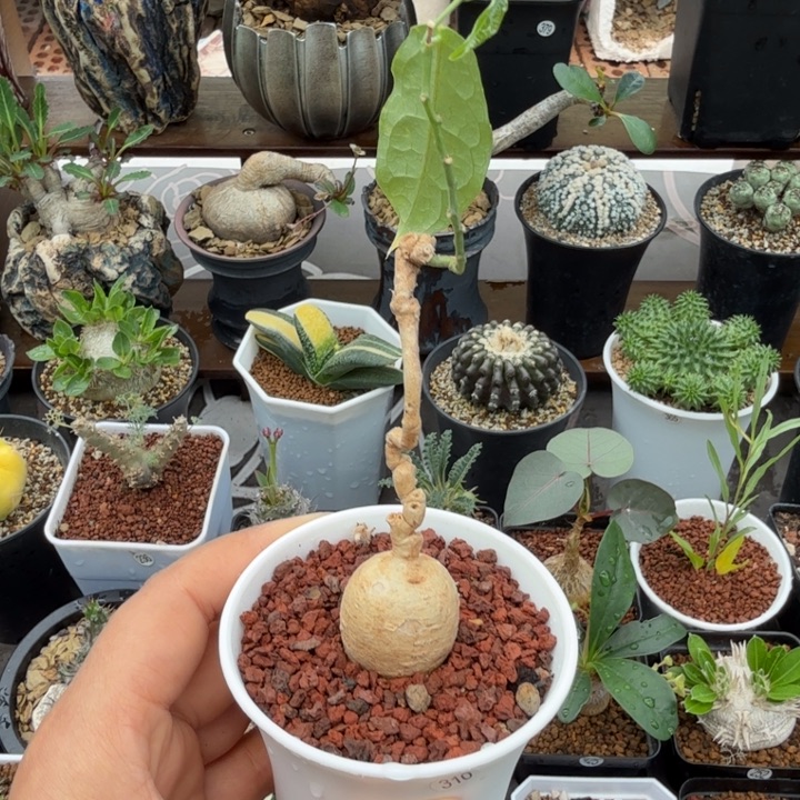 泰国白皮西番莲310 仙人球