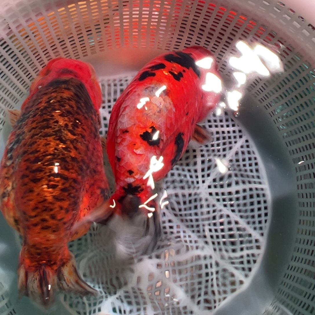 美***发金鱼潘氏金鱼兰寿金鱼