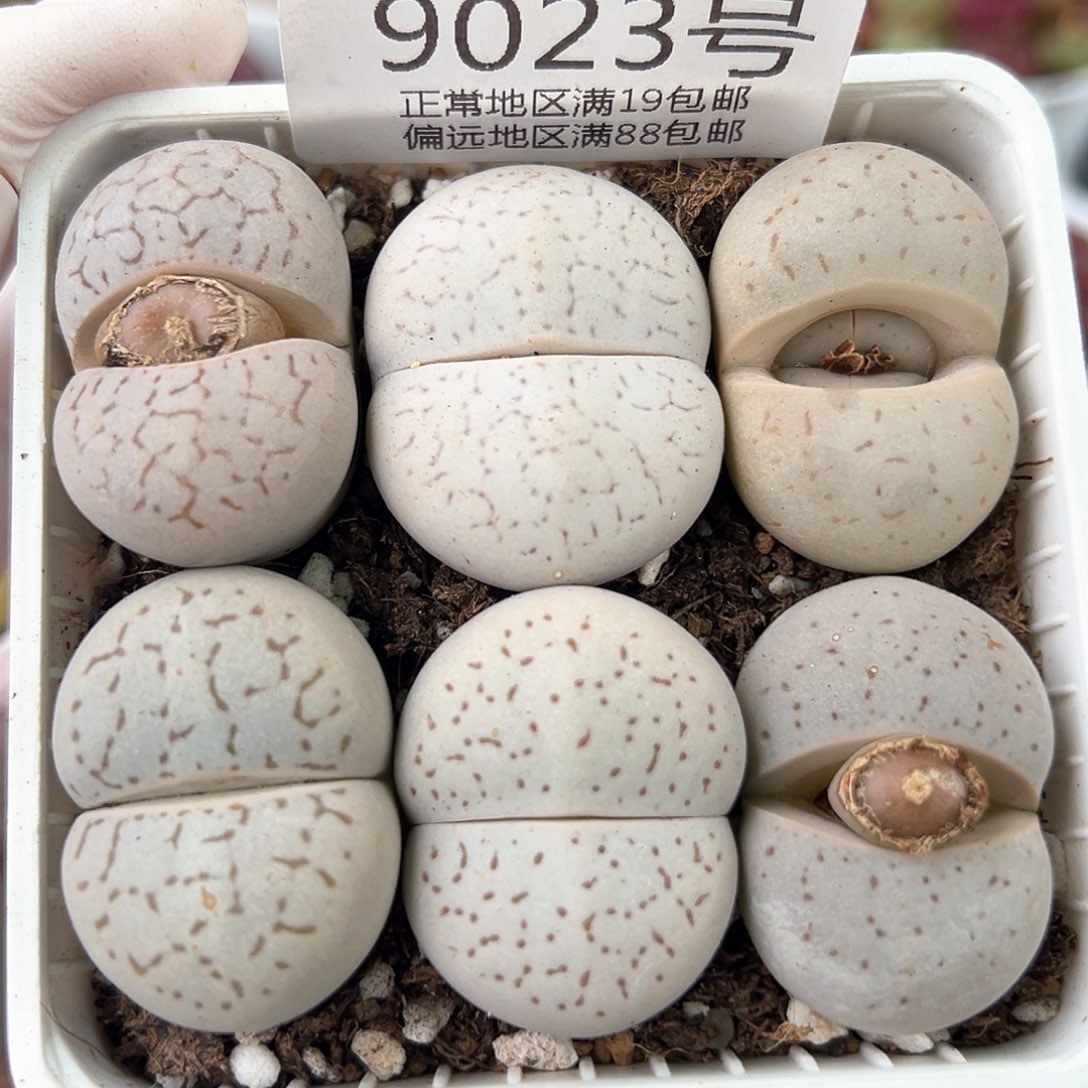 好养易活生石花大母本9023