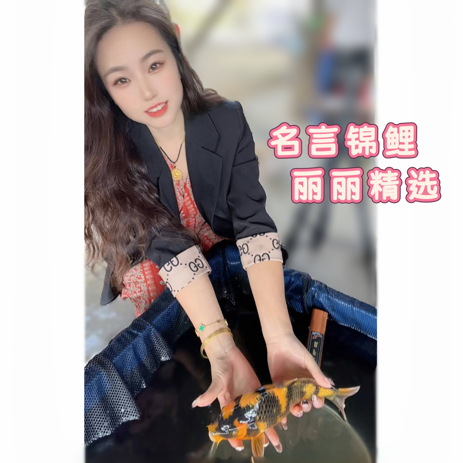 纯种锦鲤冷水淡水观赏锦鲤鱼