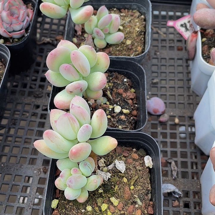 苹果奶带盆土发货