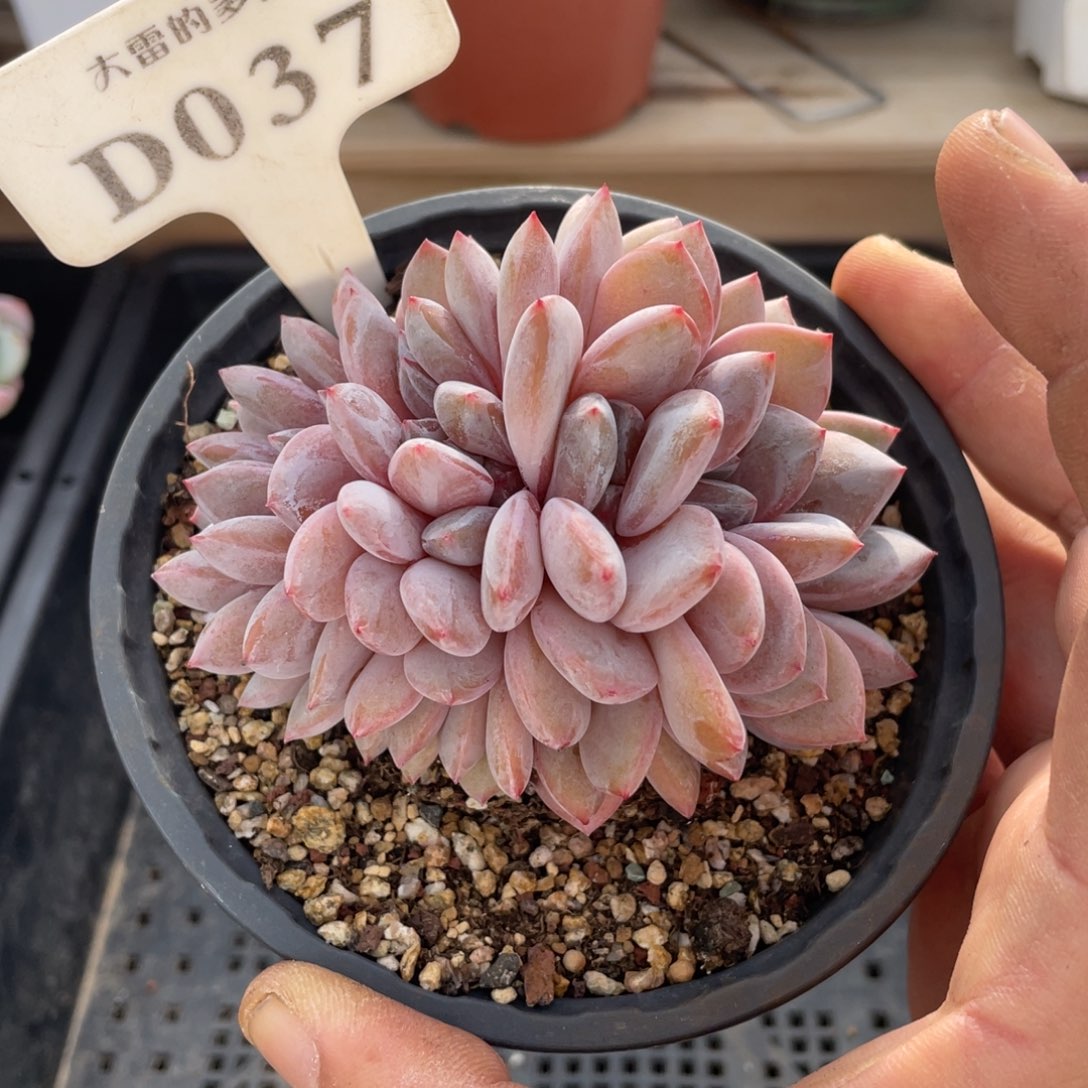 037橙子不带盆9厘米