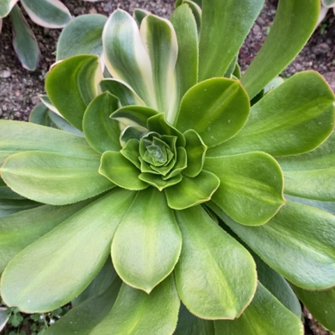 335青莲花莲满25包邮多肉