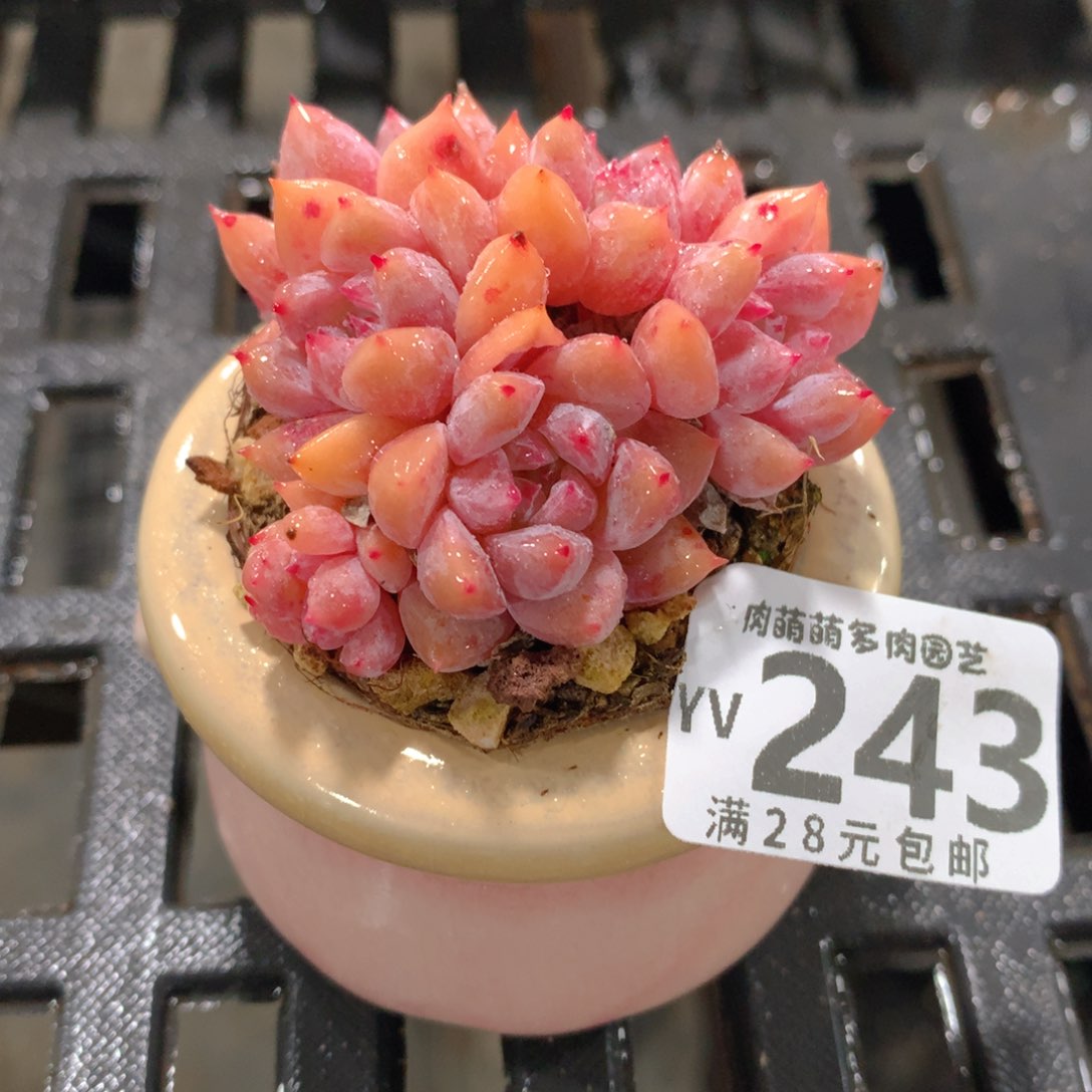 肉萌萌拇指盆精控多肉YV243