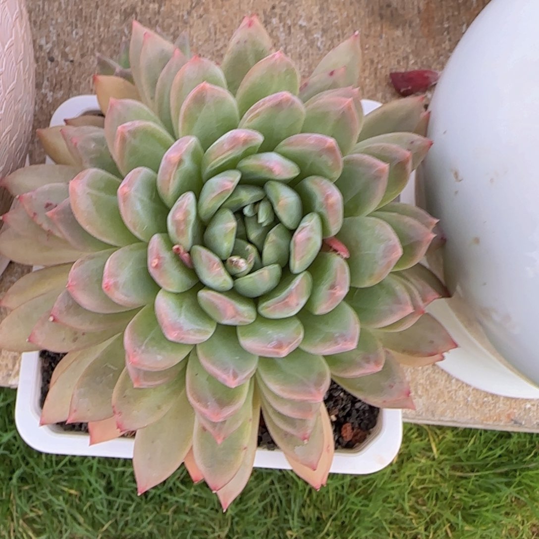 多肉植物美人 1111