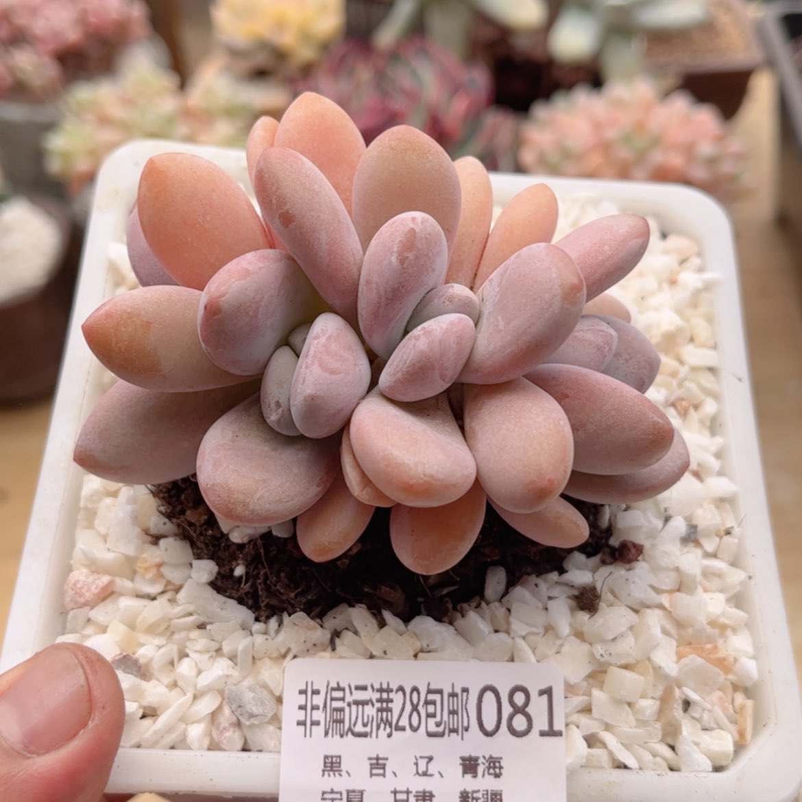 【闪购商品】081粉兔