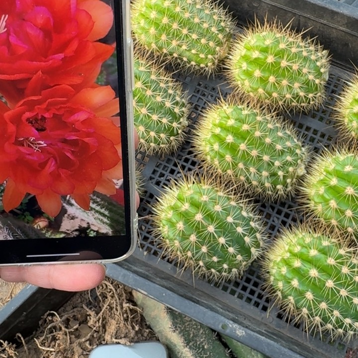 226毛花柱捣蛋鬼歪无根侧牙高度7公分左右