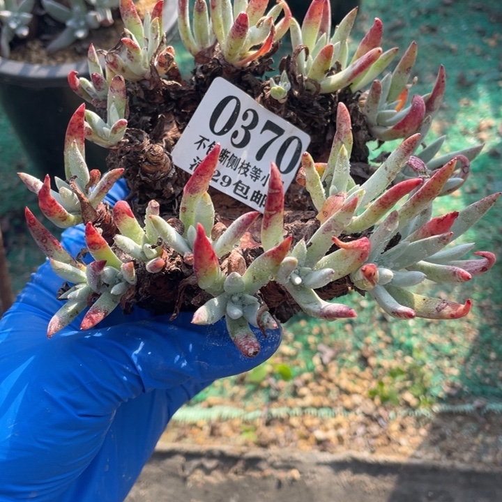 370号海瑟拇指多肉植物