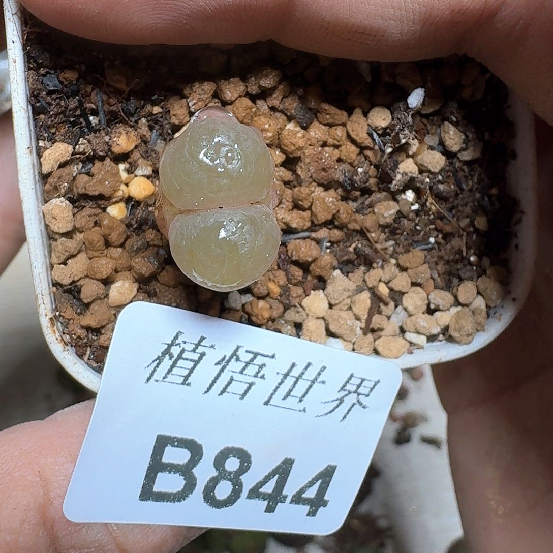 陌*影844盒多肉植物哇f f