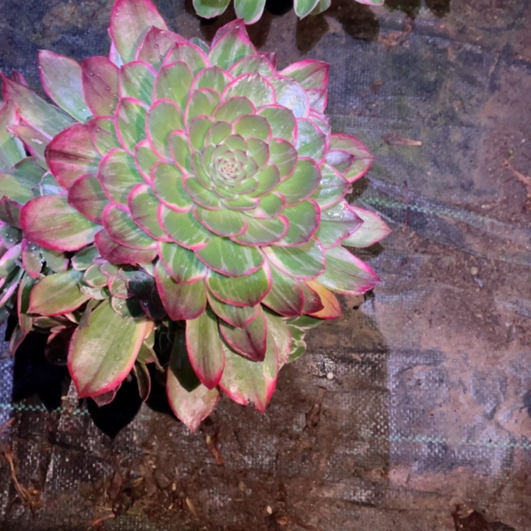 多肉植物莲花座089