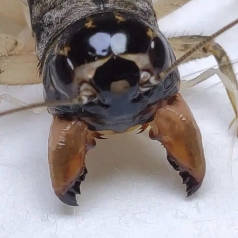 重口王冬版白虫蟋蟀(份房推荐)10条7.5厘到10.0厘保证厉害！