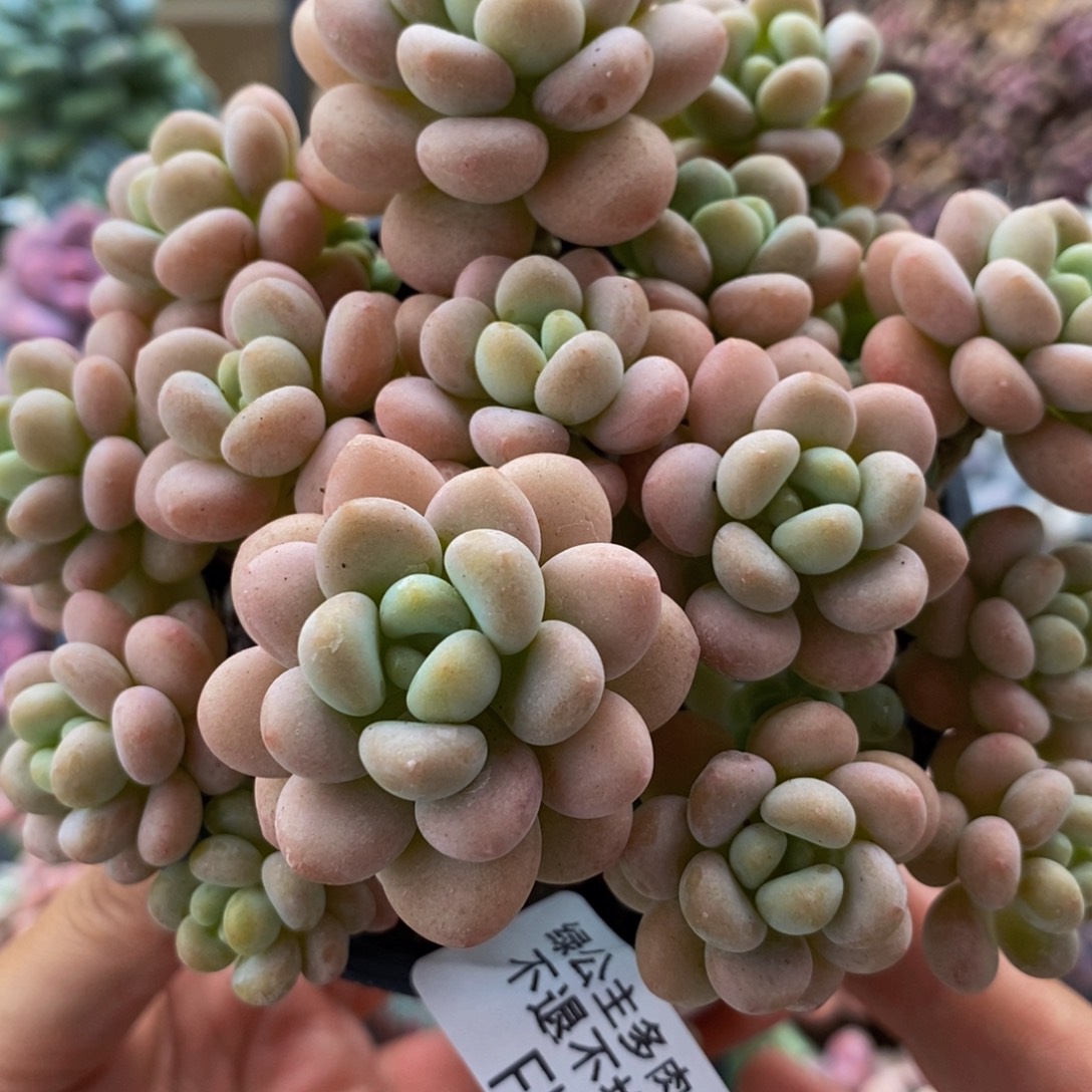 279洛可可10cm多肉