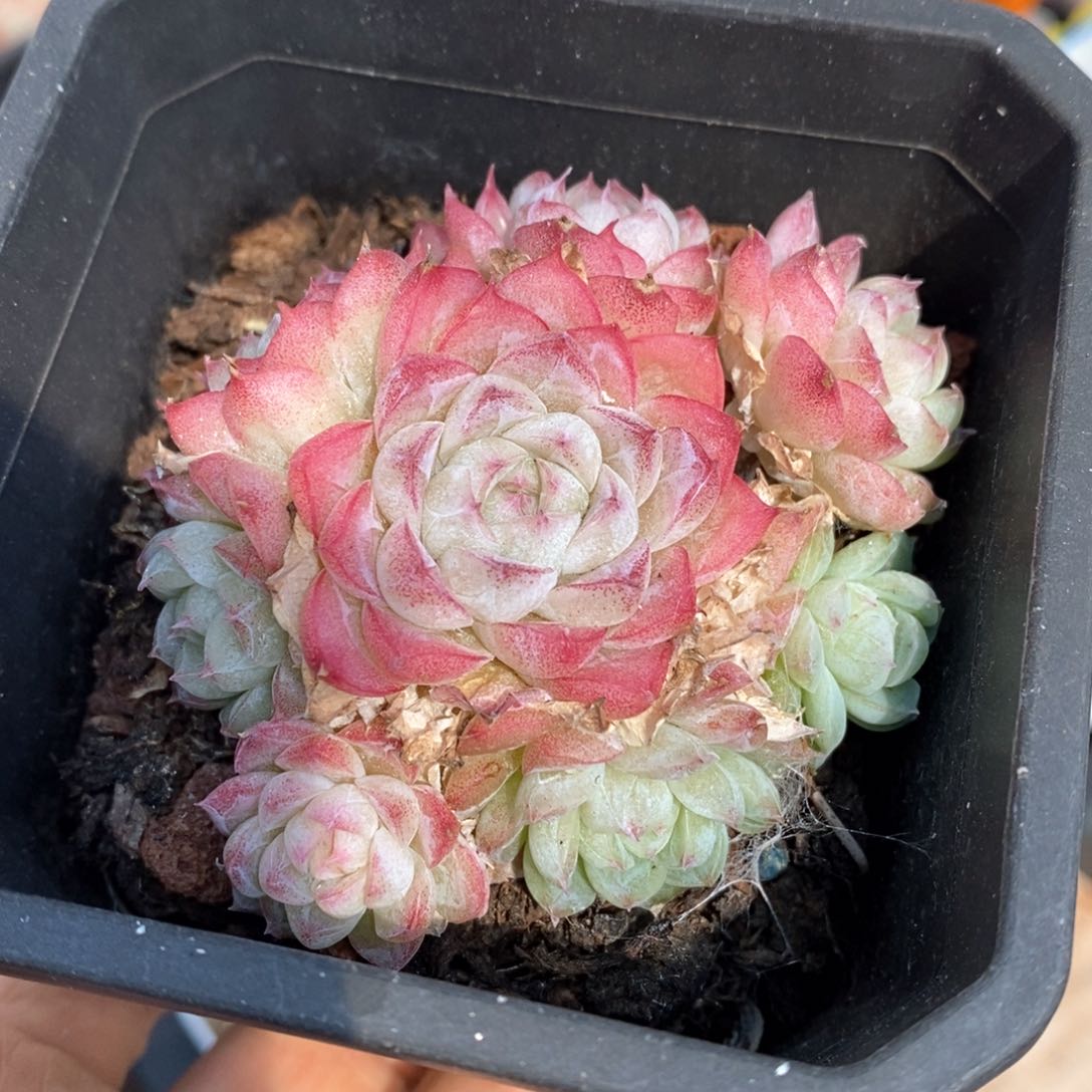 精品多肉一物一拍不包整56