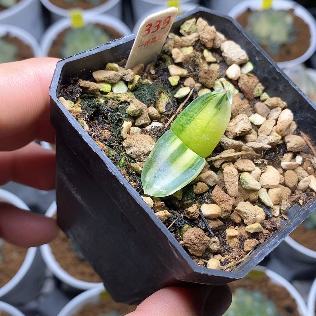 军配卧牛锦一物一拍