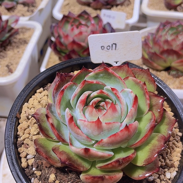 惊鸿仙子多肉植物17