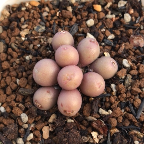 多肉肉锥 9头葡萄