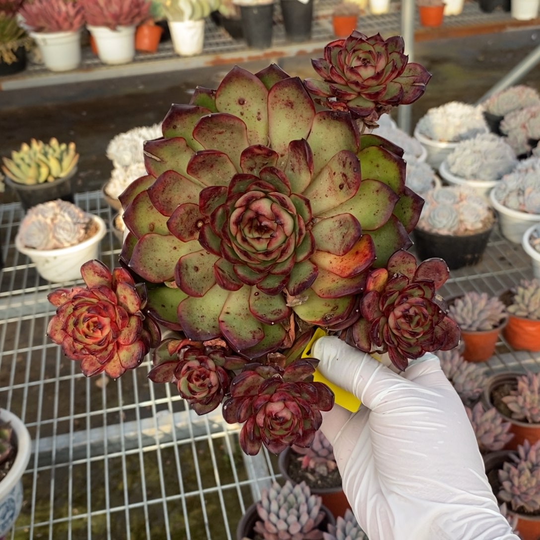 338不知名一物一拍