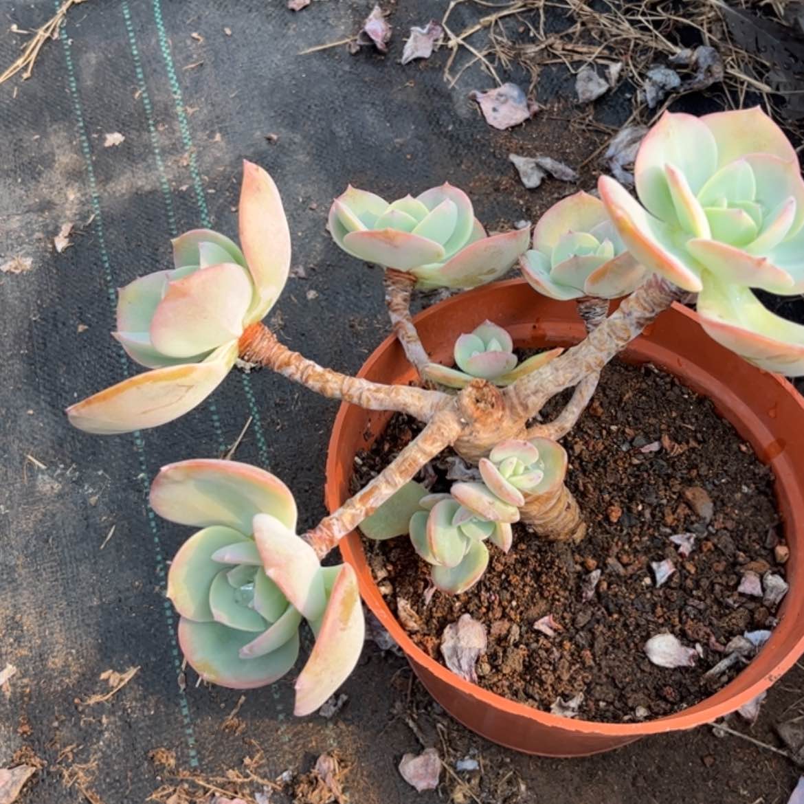 【闪购商品】无花朵红**叶