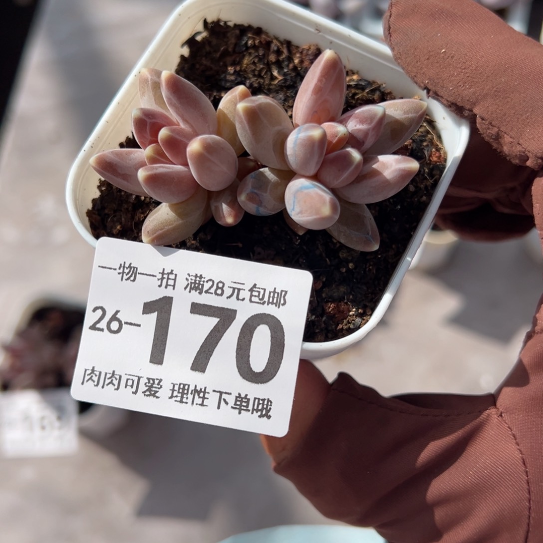 乌拉克拉多肉多肉