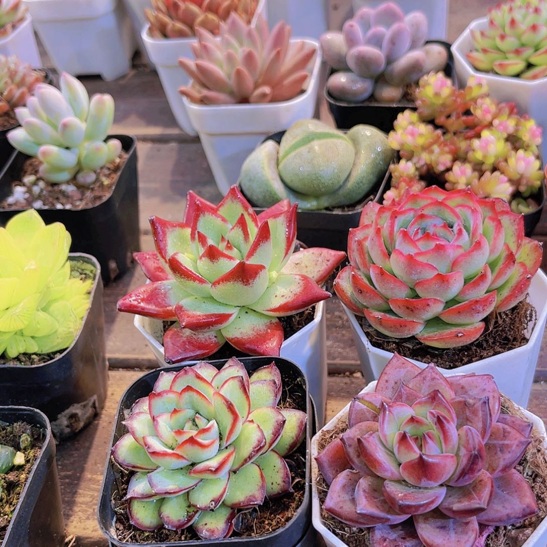 如图4盆11111111111111111111