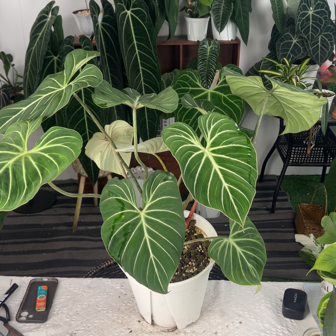 完全开放原种明脉