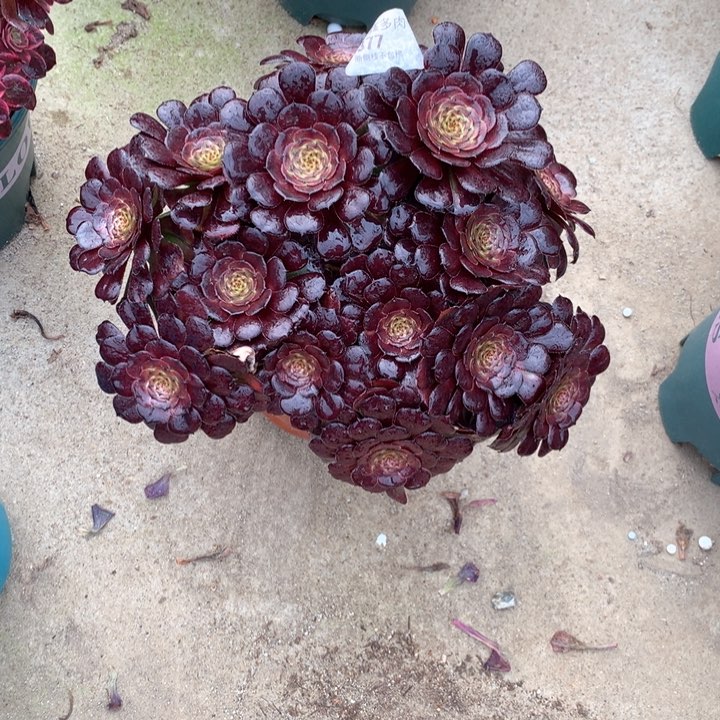 377黑萝莉多肉植物