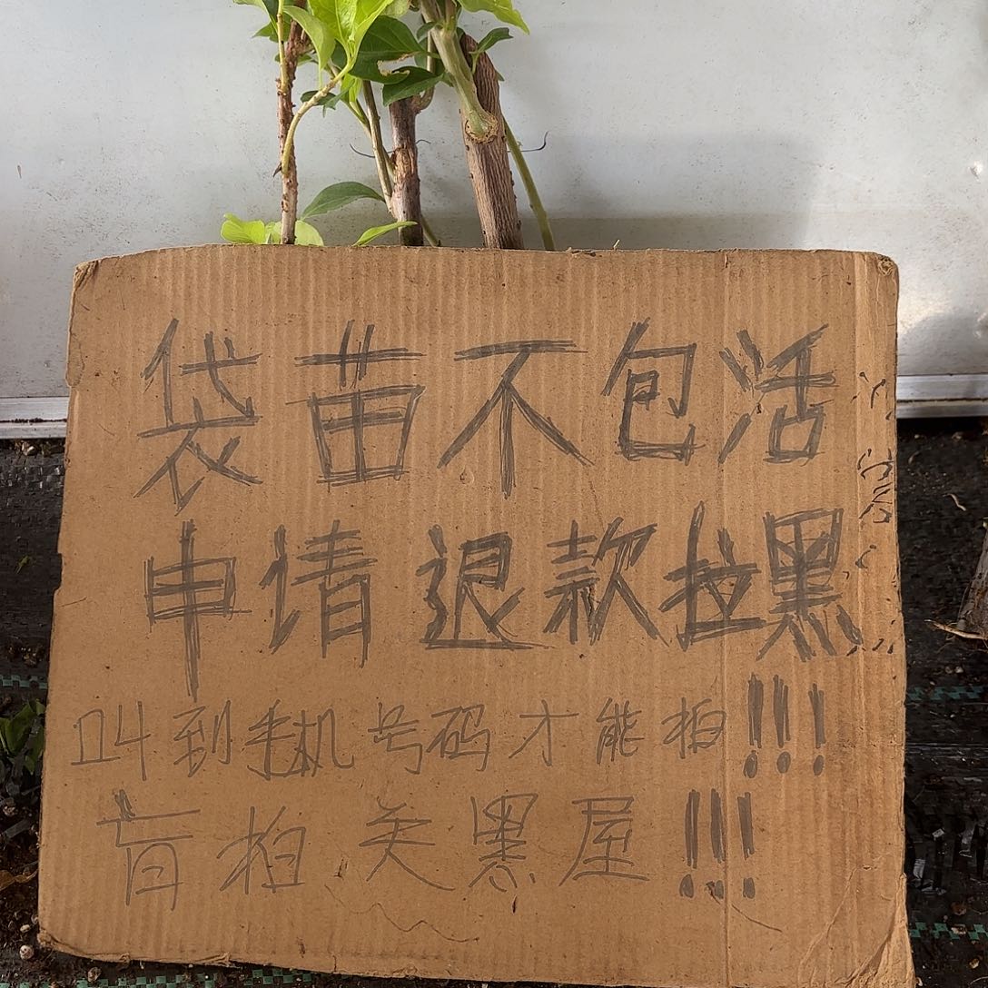 洛***水当前无花栽培后可以开花